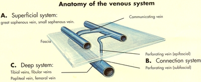 Анатомия венозной системы